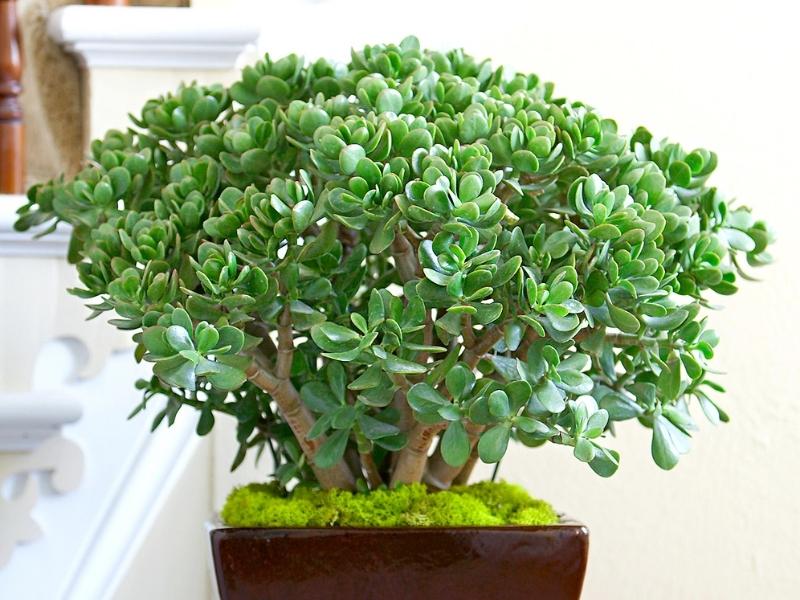 Jade Plant For The Best 26Th Anniversary Gift