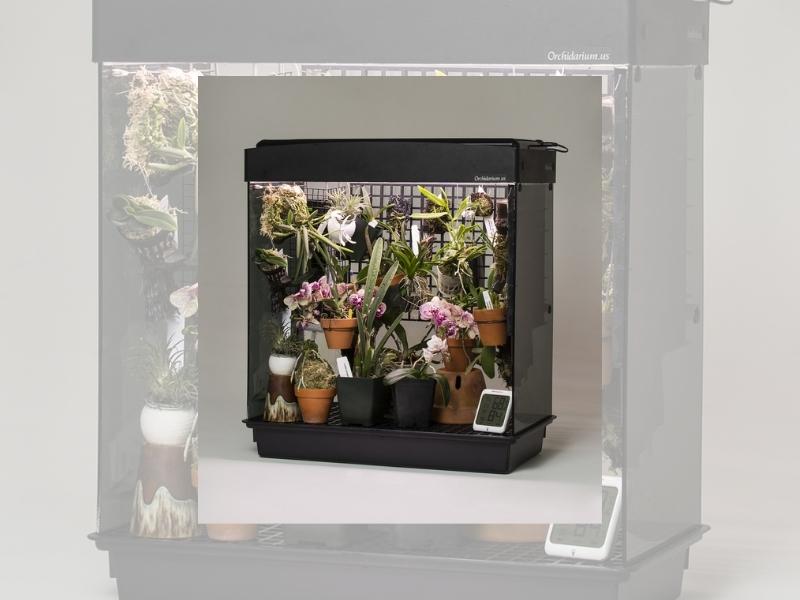 Orchid With A Terrarium Mount For The 28Th Anniversary Gift