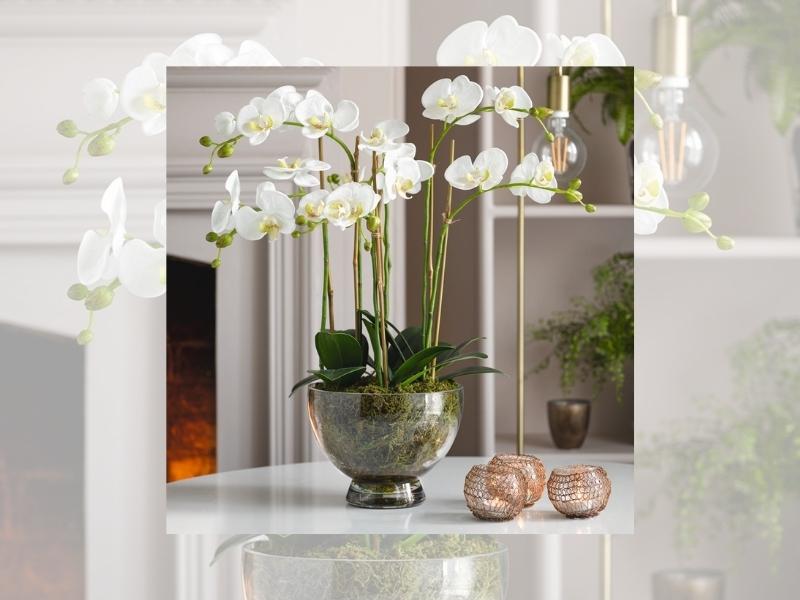 Phalaenopsis For 28Th Year Anniversary Gift Ideas