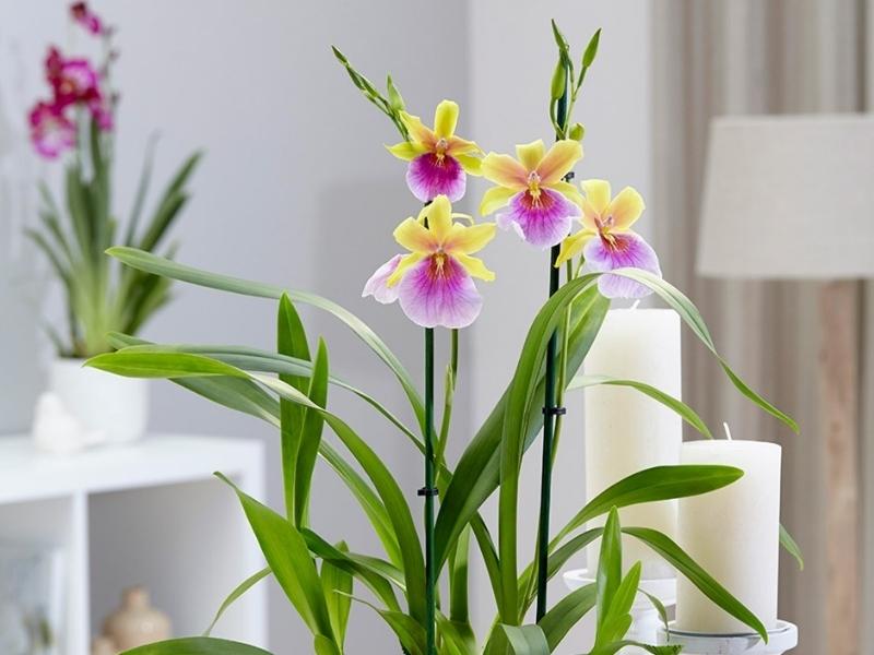 Miltonia for the 28th wedding anniversary gift for him