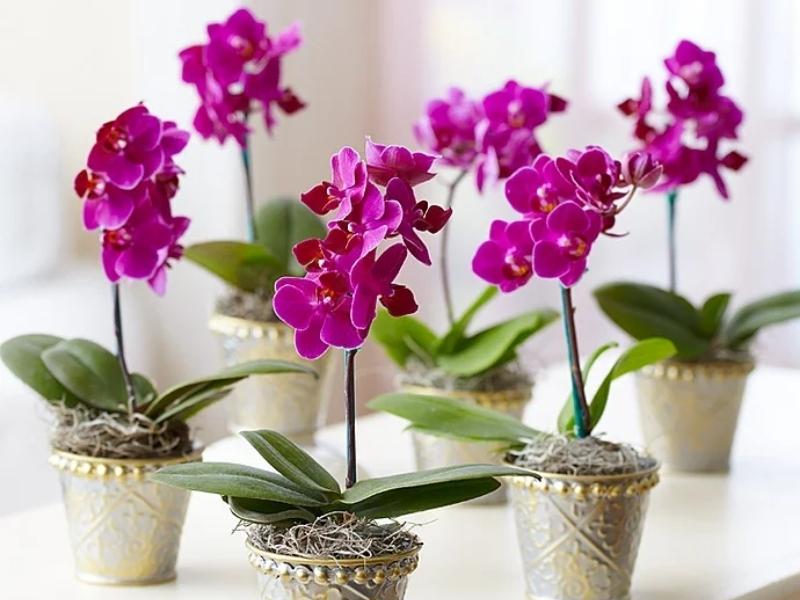 Purple Orchid For The 28Th Anniversary Gift For Parents