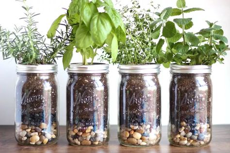 Adorable mason jar herb garden