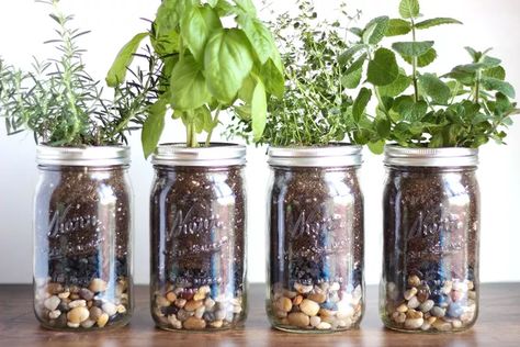 Adorable Mason Jar Herb Garden