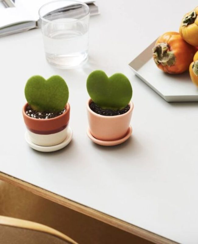 Sill hoya heart plant: unique gift for long-distance couple