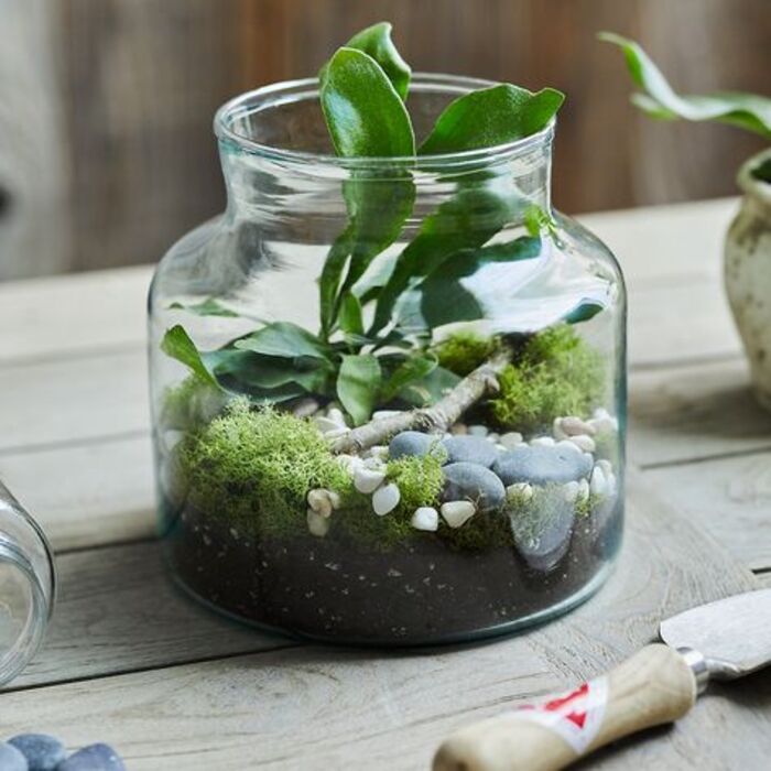 Glass terrarium: best gardening gifts for mom