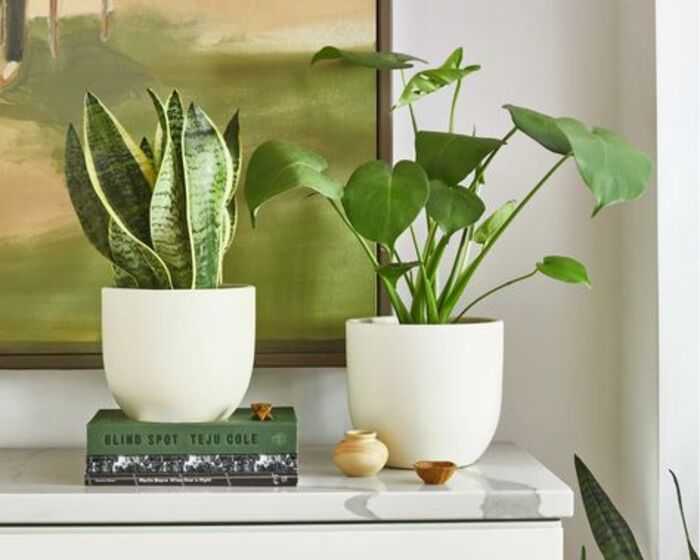 Plant subscription: unique present for mom who has a green thumb