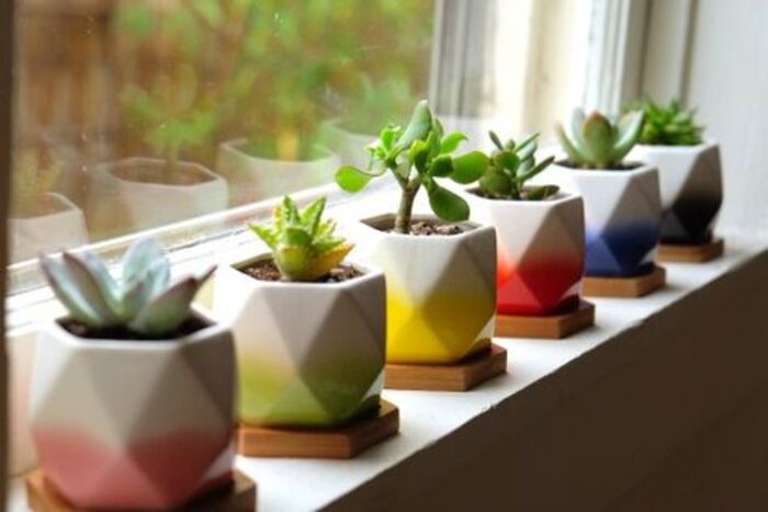 Succulent studio: adorable gift for garden-lover