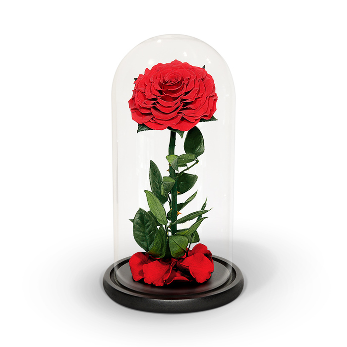 Mother'S Day Gift Ideas For Girlfriend - Preserved Rose