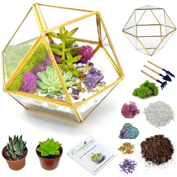 Succulent Terrarium Kit