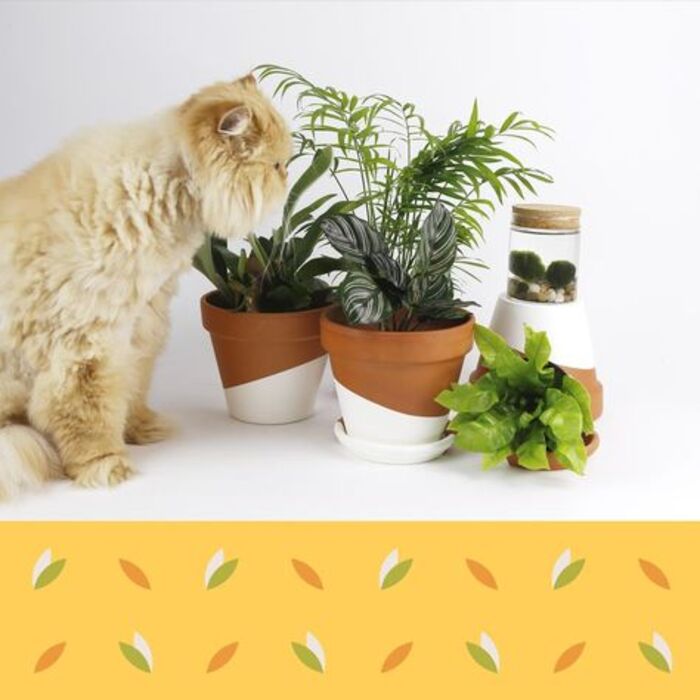 Pet-friendly plants: cute gift for Father's Day