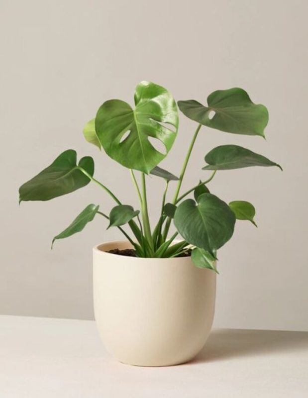 The Sill Monstera Deliciosa: Charming Present For Brother This Father'S Day