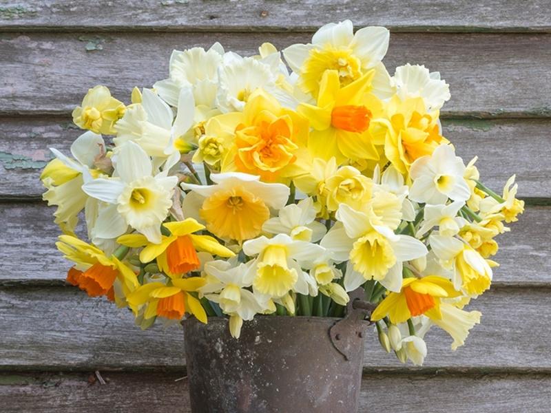 Daffodil Dreams Bouquet - 46th anniversary gifts by year