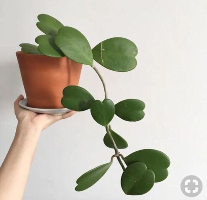 Hoya heart plant