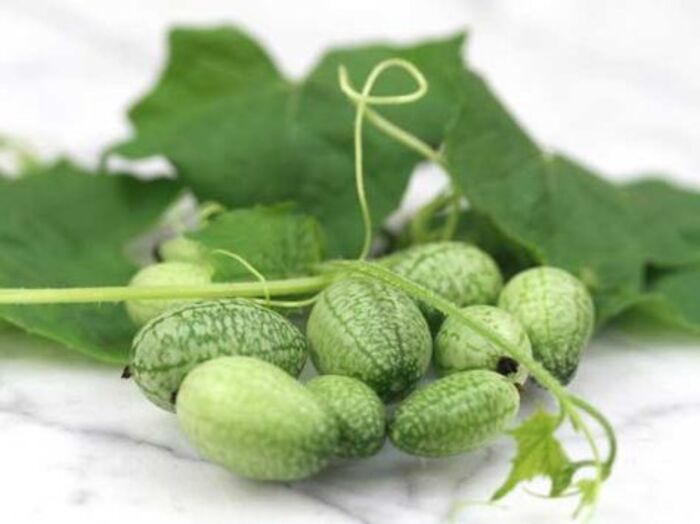 Mini cucumber seeds: cute gift ideas for farmer dad