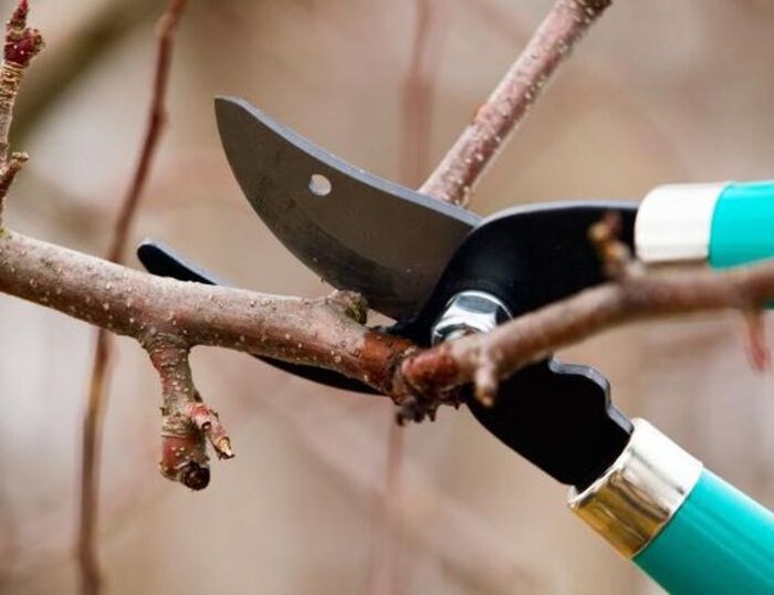 Gardening scissor for a farmer