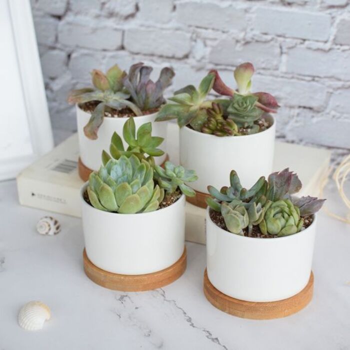 Mini Succulents For Female Bff