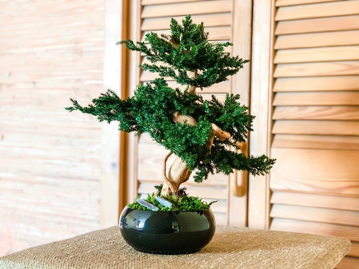 Bonsai Tree For A Unique Retirement Present