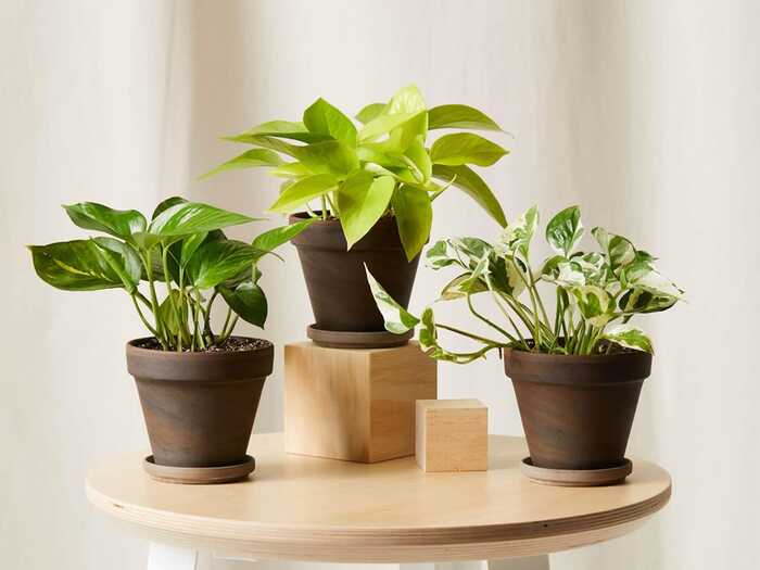 Decorative home plants for hottest gift