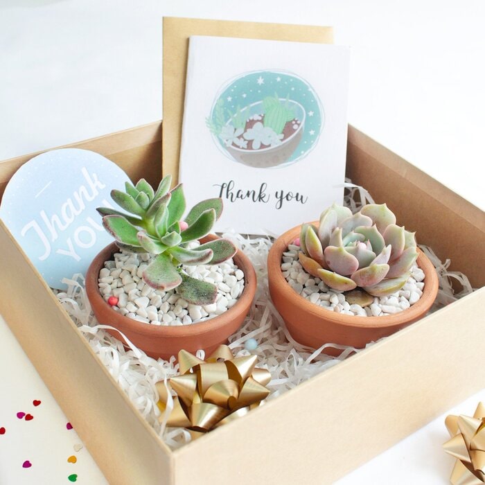 Succulent gift set for host of engagement party
