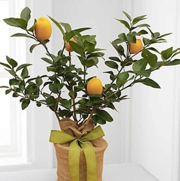 Citrus tree: charming wedding present for grandparents