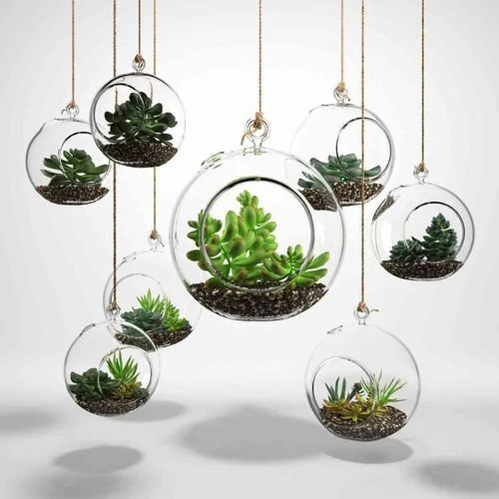 Round Bulb Terrariums