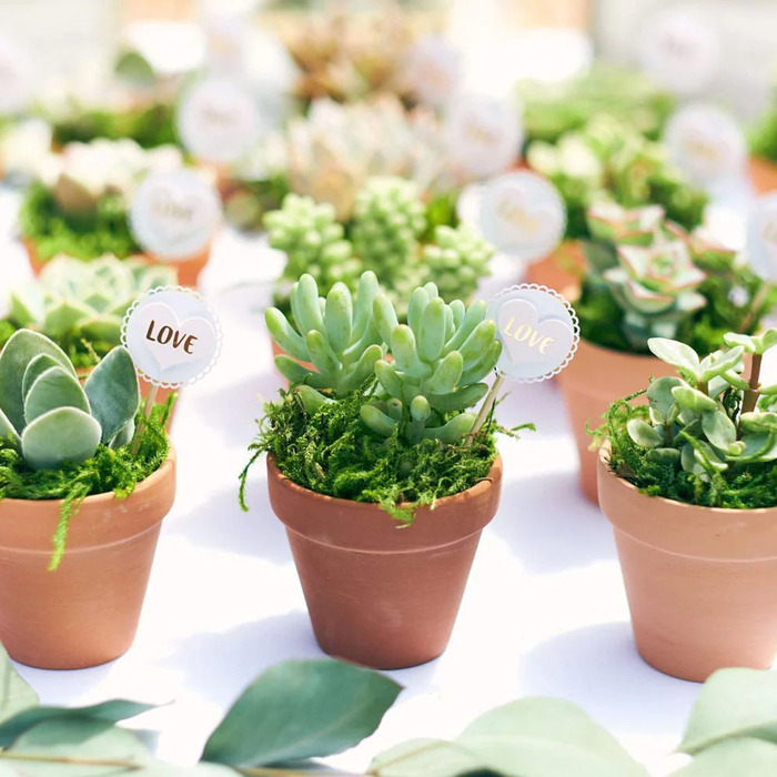 Succulent Planter Favor - Cheap Bridal Shower Favors