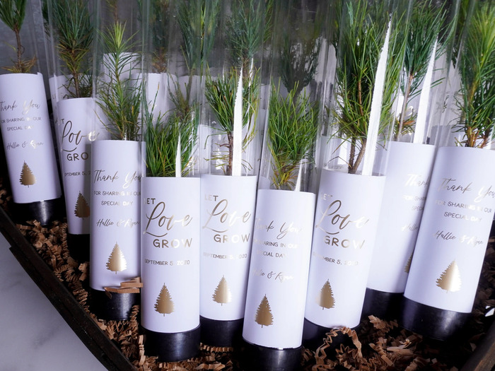 White Pine Seedling Favor - Cheap Bridal Shower Favors