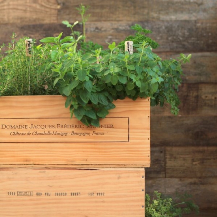 Wine Box Herb Garden