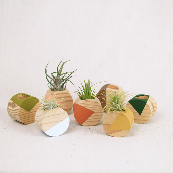 Air Plant Holders