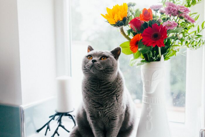 Pet Portrait Photography Tips For Cat Lovers