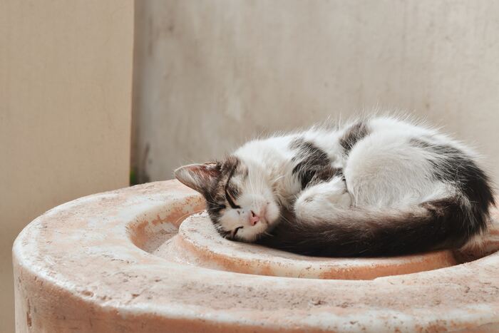 Pet portrait photography tips - Cat sleeping