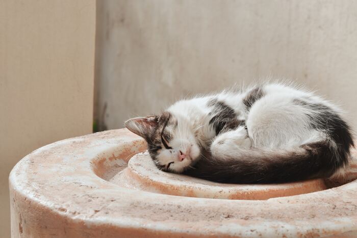 Pet Portrait Photography Tips - Cat Sleeping