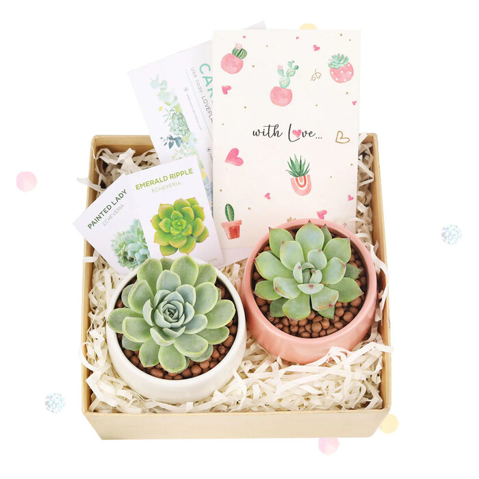 DIY Succulent Kit Gift Box