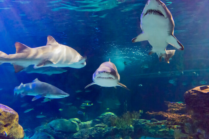 Shark Swim Experience at the Aquarium