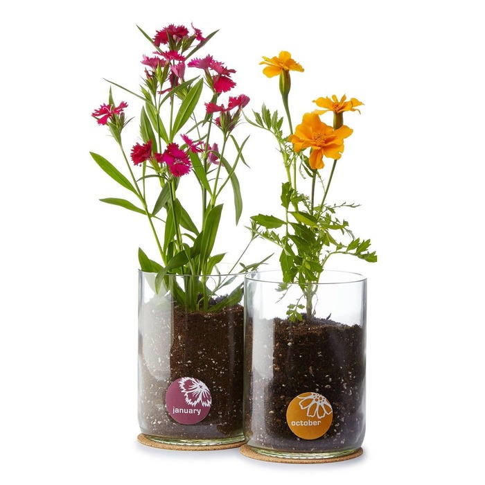 Christmas Gift Ideas For Mom - Birth Month Flower Grow Kit