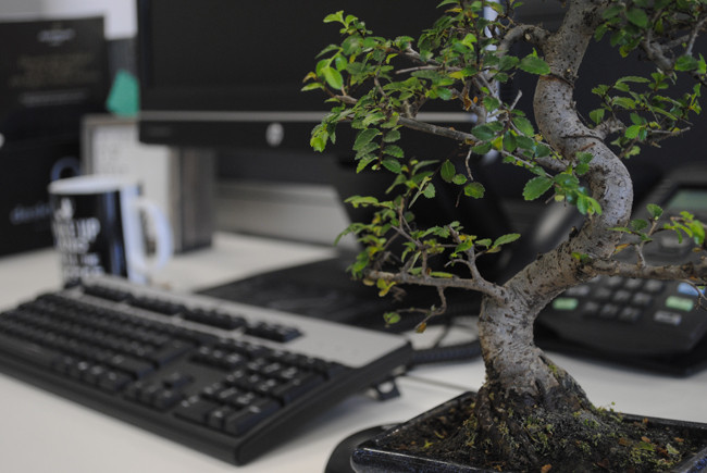 Bonsai Tree