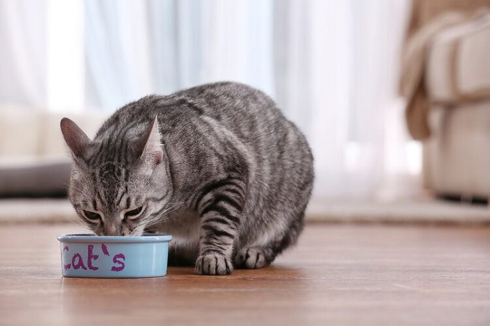 Dip Bowl - cat lovers gifts