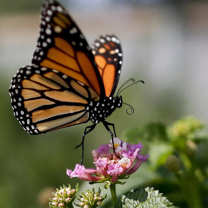 Adopt A Butterfly - Butterfly Lovers Gifts