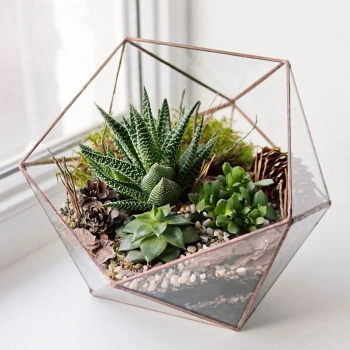 Christmas gifts for women - Trio of Succulents