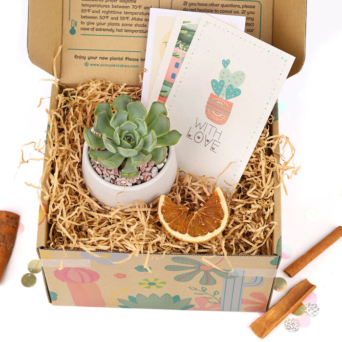 Succulents Gift Box - Christmas gifts for teenage girlfriend