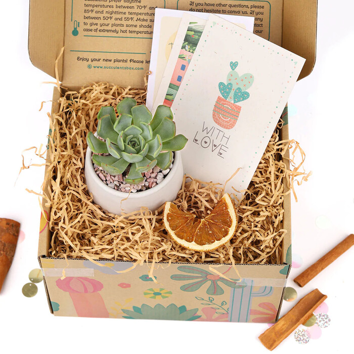 Succulents Gift Box - Christmas Gifts For Teenage Girlfriend