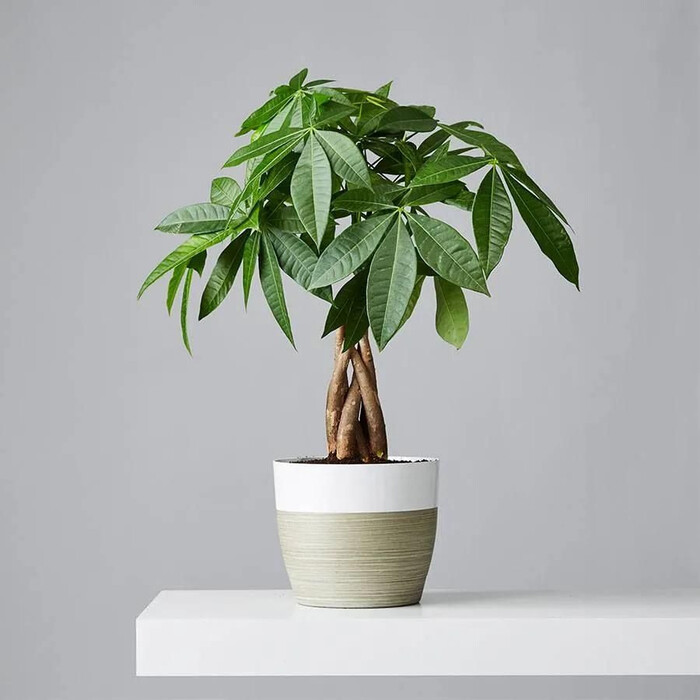Money Tree Plant - Christmas present ideas for friends. Image via Google.
