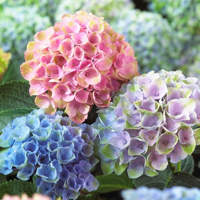 A blue hydrangea is the official 65th anniversary flower