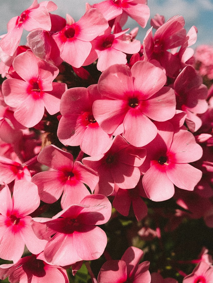 Geranium as a flower of annual celebration for 4th anniversary