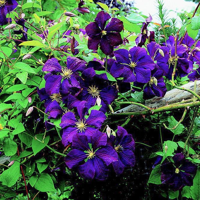 Clematis- 8th Flower gifts for anniversary by year