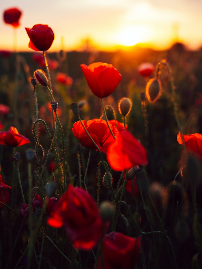 Poppy - a flower of the annual celebration for 9th anniversary