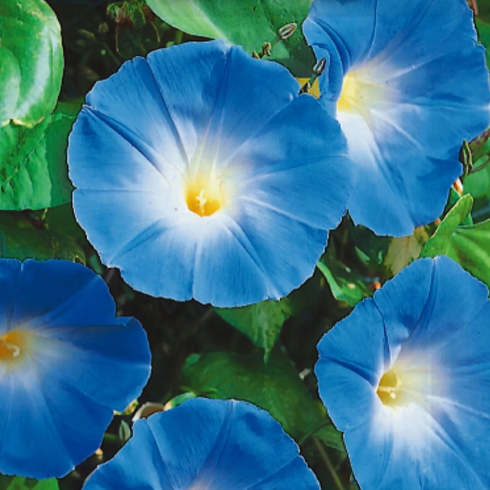Morning Glory for 11th-anniversary flower themes